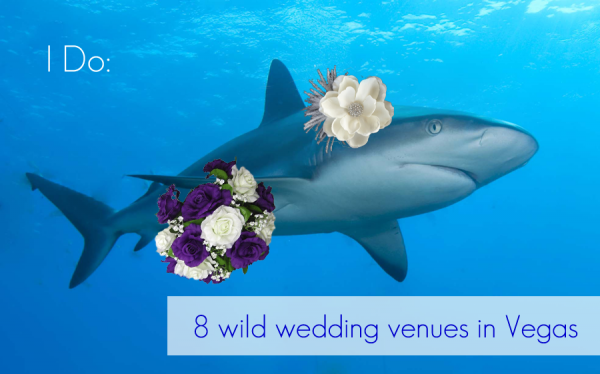 8 Vegas Wedding Venues featuring Animals