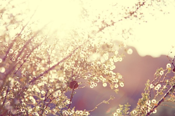 desert-engagement002