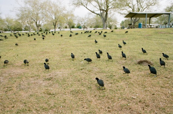 gaby-j-peacock-vegas013