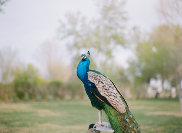 gaby-j-peacock-vegas017