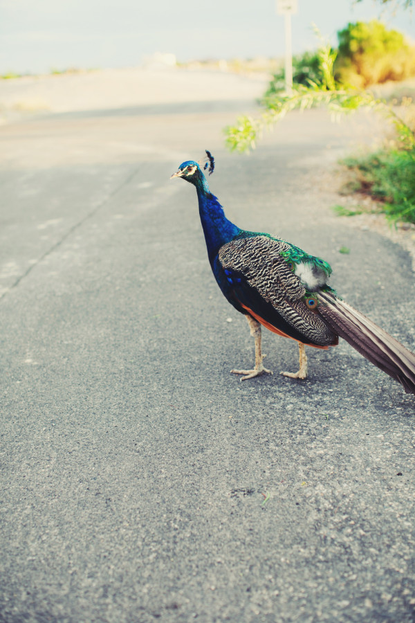 Floyd Lamb Park Engagement | Little Vegas Wedding
