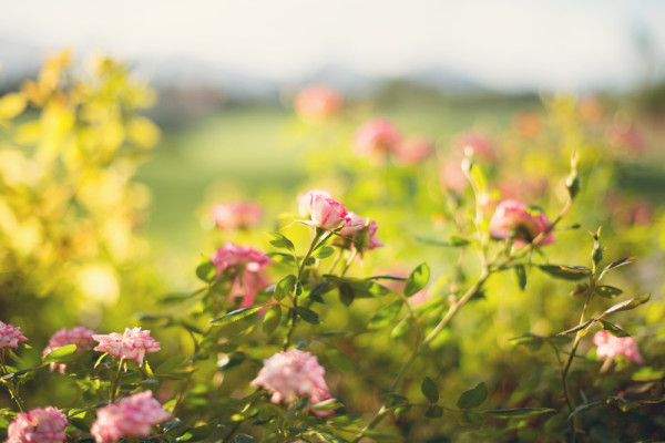 Canyon Gate Wedding | Little Vegas Wedding